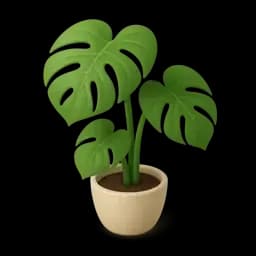 House plants
