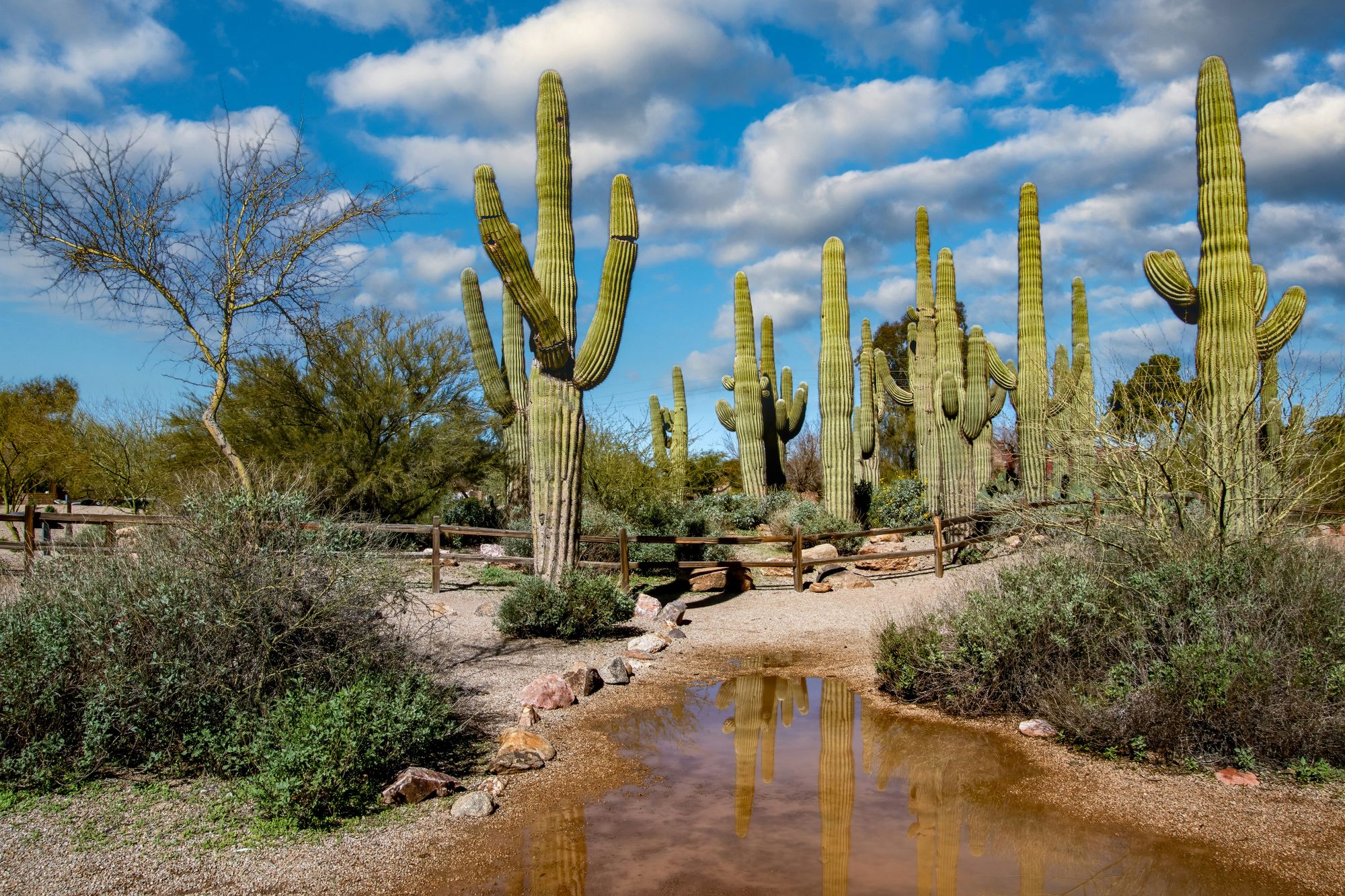 Gilbert, AZ