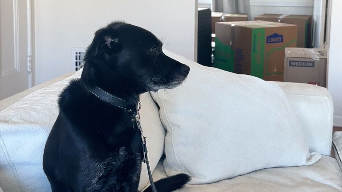 Black dog sitting on a couch with packed moving boxes in the background during a move